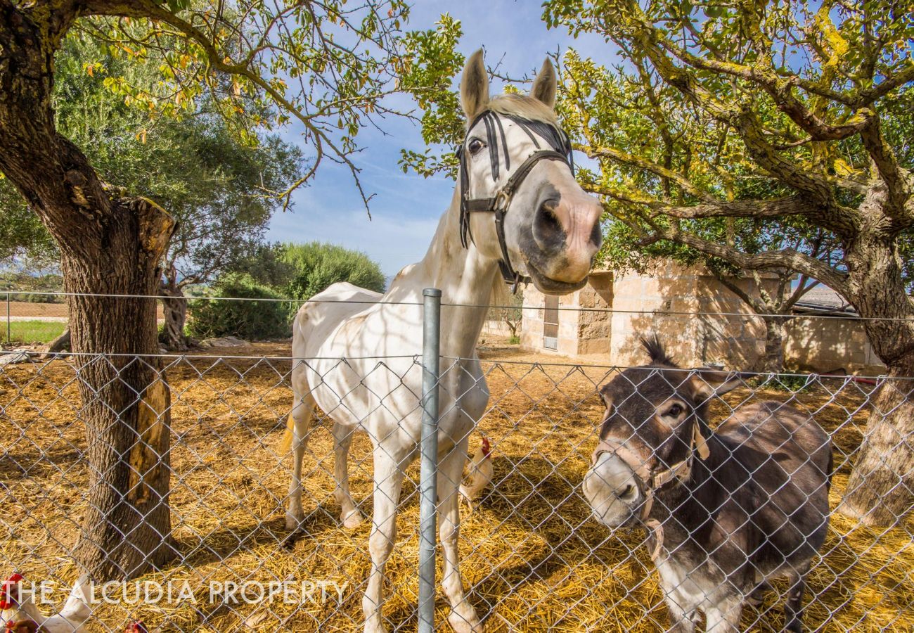 Finca en Alcúdia - FINCA "PEGASUS"